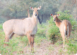 honeymoon in jim corbett national park