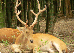 kanha national park