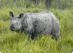 kaziranga national park